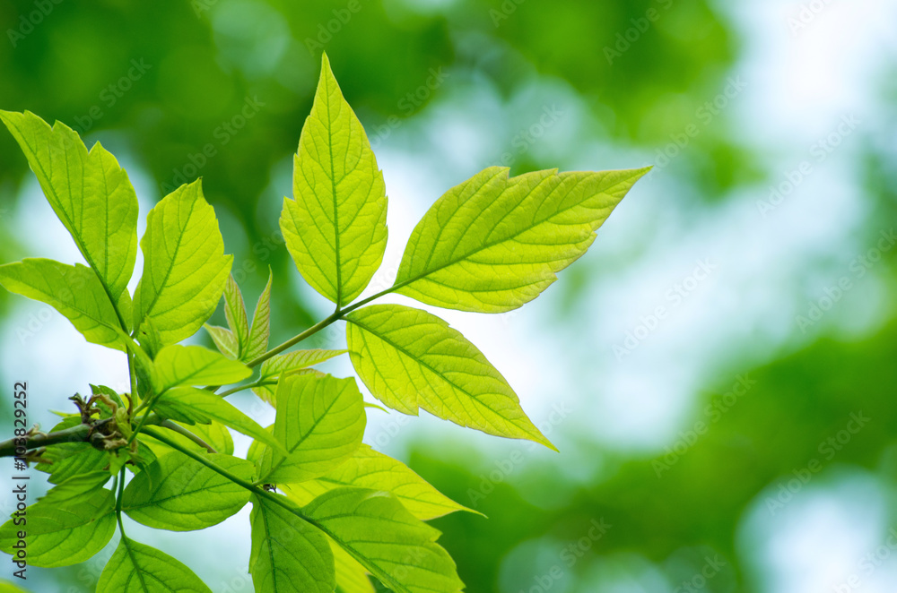 green leaves green leaves