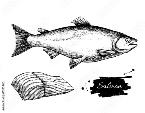 Vector vintage salmon drawing. Hand drawn monochrome seafood ill