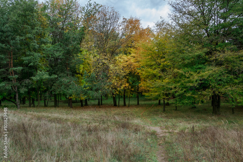 Glade in a mixed forest in autumn 