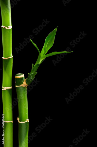 green bamboo isolated on a black background