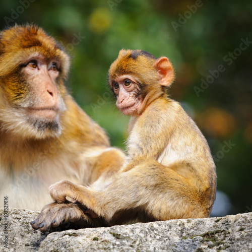 Young Barbary macaque next to an adult female, Netherlands © ptashkan