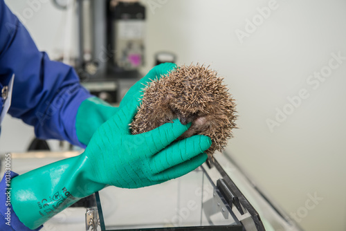 Le vétérinaire ausculte un hérisson, il est nécessaire de l'anesthésier pour vérifier sa santé et son obésité, avant l'hibernation,