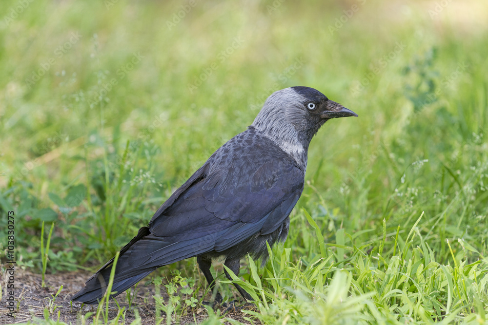 jackdaw among the green grass/jackdaw among green grass looking for food jackdaw among the green grass/jackdaw among green grass looking for food