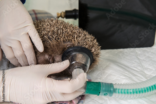 Le vétérinaire ausculte un hérisson, il est nécessaire de l'anesthésier pour vérifier sa santé et son obésité, avant l'hibernation, photo