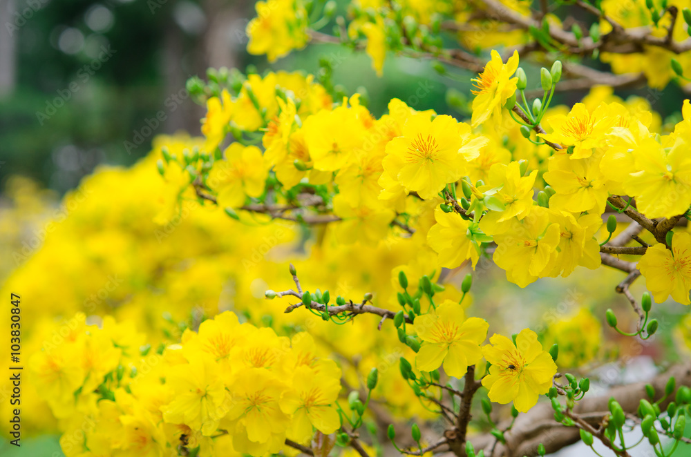 Macro a ochna integerrima integerrima branch, the flowers of tra Macro a ochna integerrima integerrima branch, the flowers of tra
