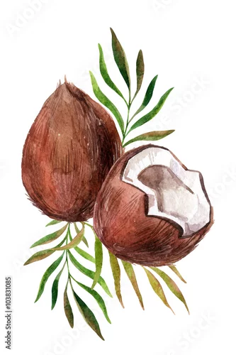 Naklejka na ścianę Akwarela kokos na białym tle