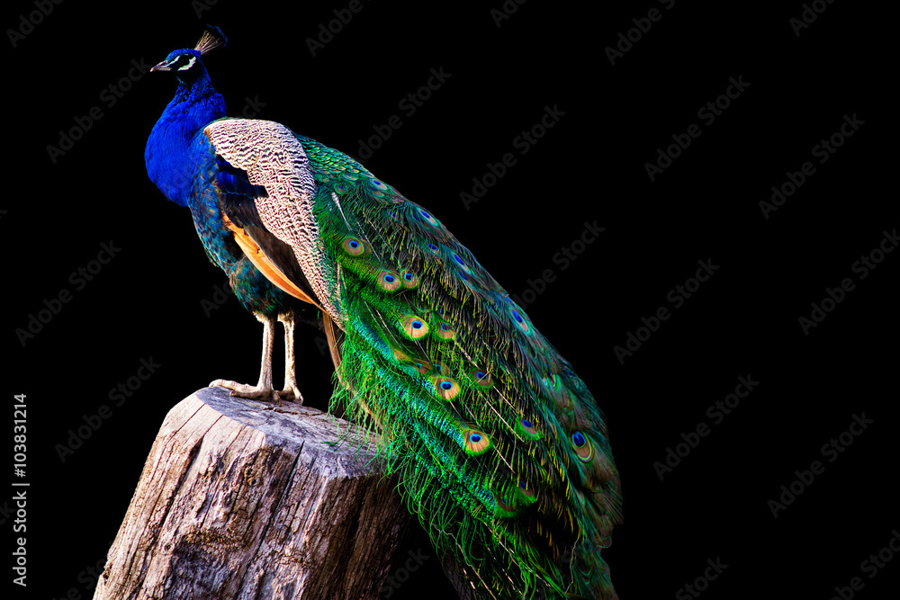 Obraz premium peacock on black background