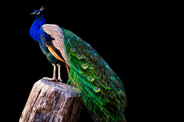 Fototapete Pfau Pfau vor schwarzem Hintergrund  © 4zoom4