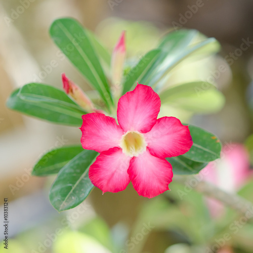 Beautiful Pink Adenium obesum  Forssk 