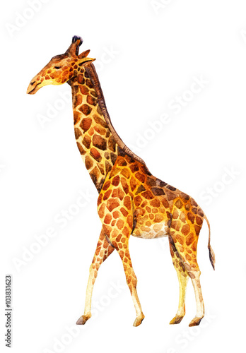 Watercolor giraffe illustration