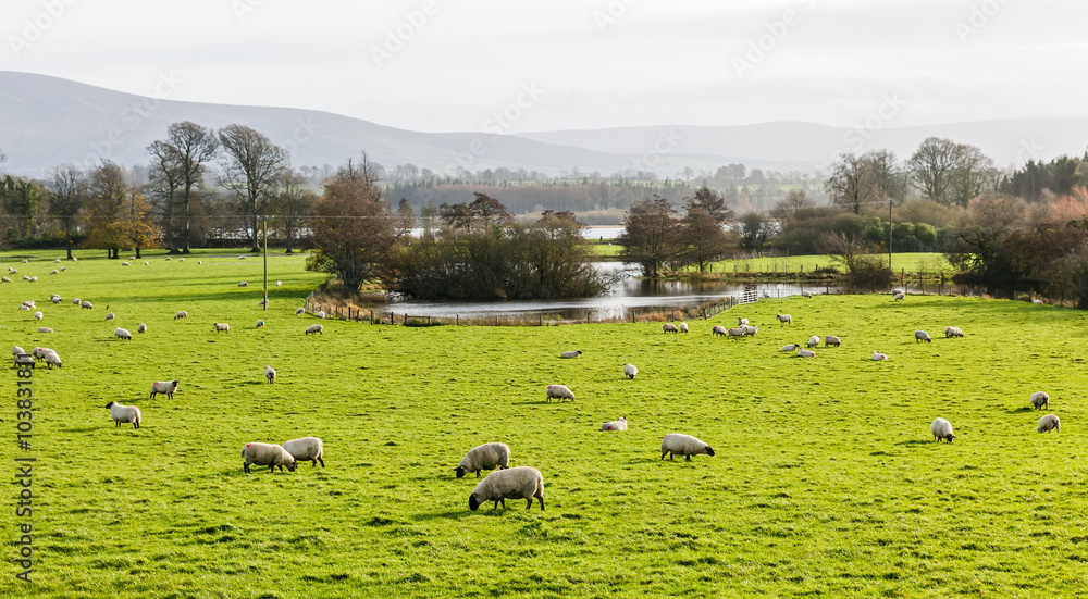 Fototapeta premium Irish sheep farm
