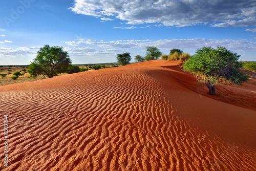 Kalahari desert, Namibia photo