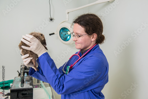 Le vétérinaire ausculte un hérisson, il est nécessaire de l'anesthésier pour vérifier sa santé et son obésité, avant l'hibernation, photo