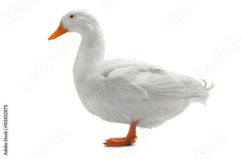 duck