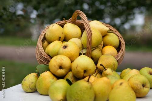 pears in   basket on   white table