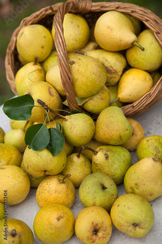 ripe yellow pears