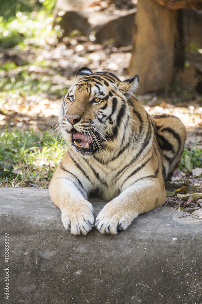 Obraz premium Bengal tiger sleeping