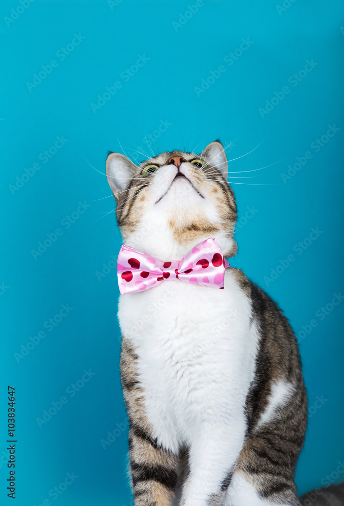 Cat sitting and looking up with a ribbon,bow isolated on blue background.