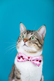 Surprised Cat looking up  with a ribbon,bow sitting and looking to camera isolated on blue background.