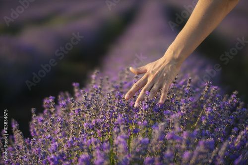 Touching the lavender