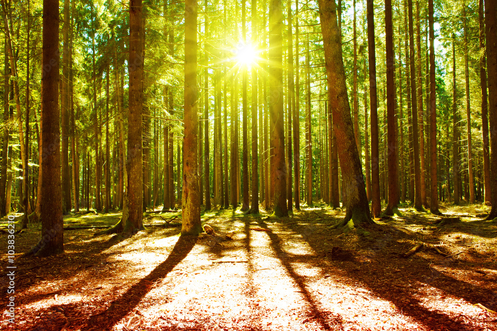 Obraz premium Sunlight in the green forest.