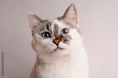 White cat with blue eyes