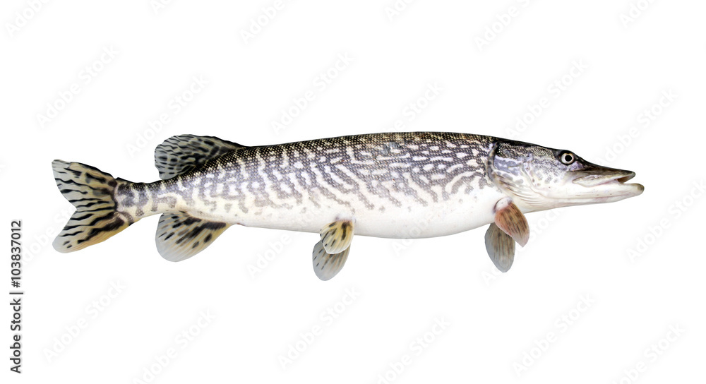 Obraz premium Northern Pike Isolated