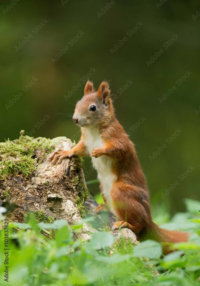 European red squirrel standing close to stump, clean green background, Czech republic, Europe European red squirrel standing close to stump, clean green background, Czech republic, Europe