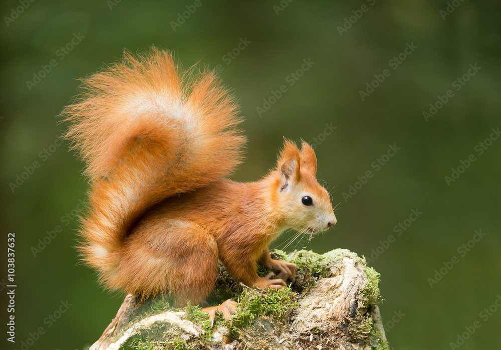 European red squirrel on the mossy stump, clean green background, Czech republic, Europe European red squirrel on the mossy stump, clean green background, Czech republic, Europe