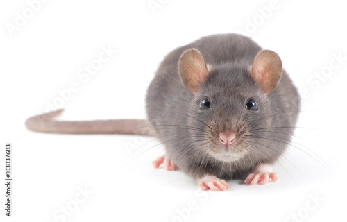 rat