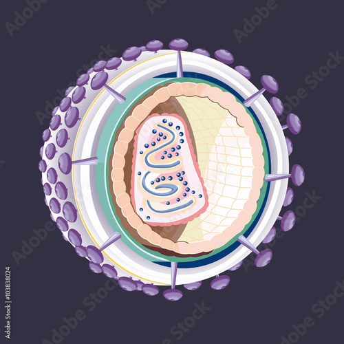 Structure of the AIDS virus. Vector
