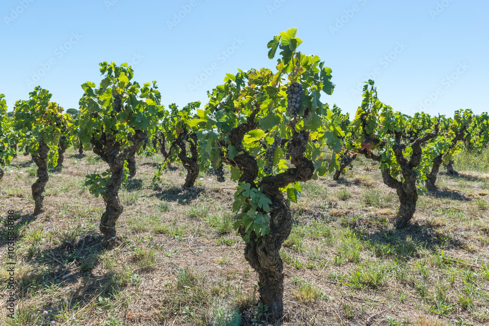 Vines with fruits. Provence. France. 
