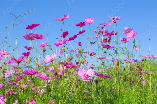 pink cosmos flower bloming in the garden with blue sky backgroun