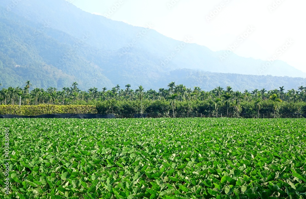 Large Field with Taro Plants