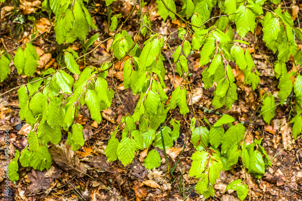 Young leaves at spring on branches of beech tree in the forest Young leaves at spring on branches of beech tree in the forest