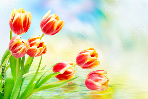 Tulip flowers close up