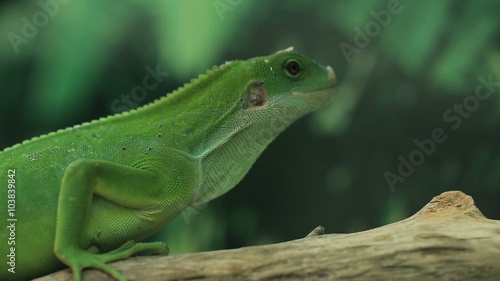 A small green lizard. Iguana closeup.