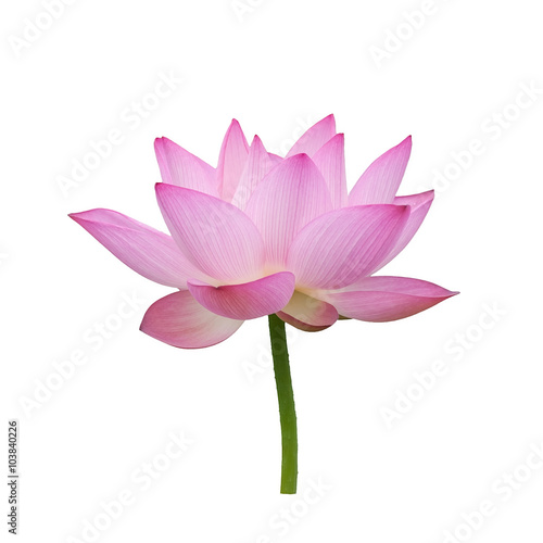 Fototapeta Naklejka Na Ścianę i Meble -  blooming lotus flower