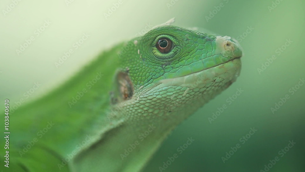 A small green lizard. Iguana closeup. A small green lizard. Iguana closeup.