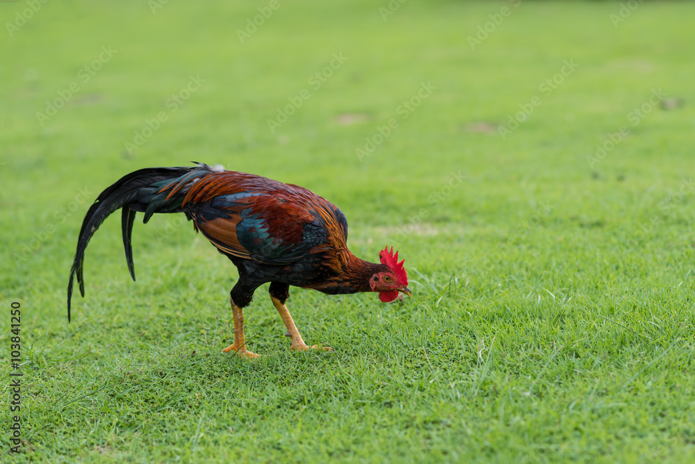 Fototapeta premium Asian cock walking on green grass