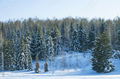 Taiga landscape in Sibire in the winter
