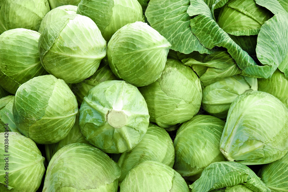 Cabbage Cabbage