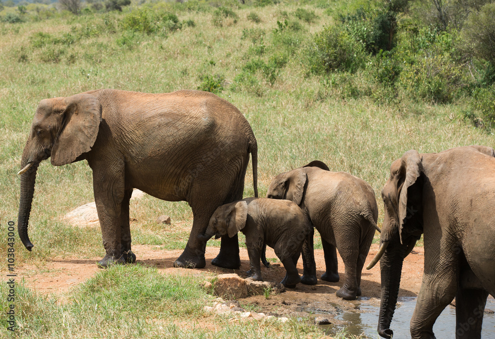 Elephants family near water hole in Kenia