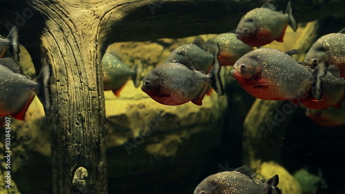 Amazon predatory piranha fish