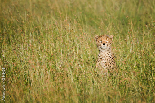 Cheetah on african savannah