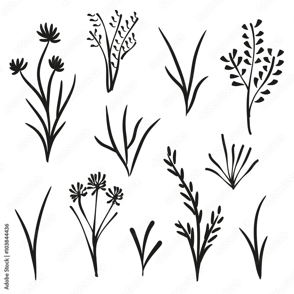Garden and wild plants Garden and wild plants