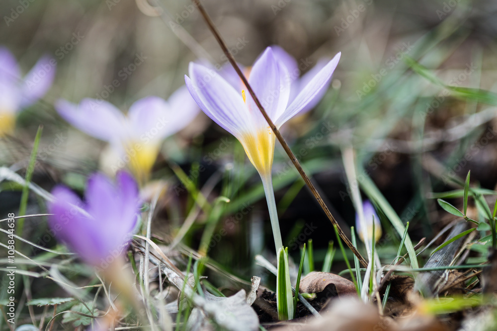 First spring flowers crocus grows in dry grass
