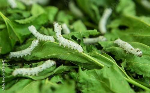 Macro photo of a Silkworm eating a mulberry leaf