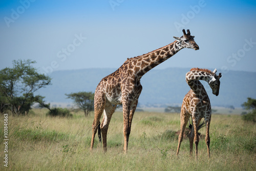 Photography Two giraffes in Serengeti National Park