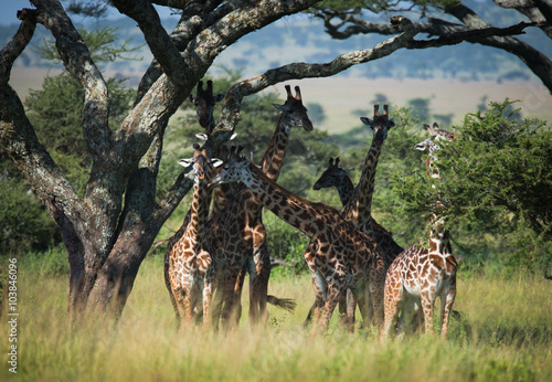 Photography Herd of giraffes under acacia tree